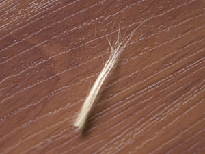 Adria's first cut lock of hair Adria's first cut lock of hair