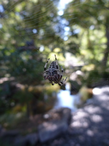 One of many spiders in the gardens One of many spiders in the gardens