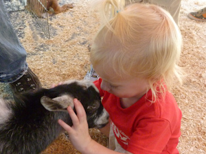 Then the goat moved in for a kiss Then the goat moved in for a kiss